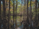 swamp in Francis Beidler National Forest, South Carolina
