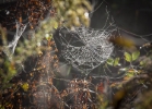 glowing spider web at Occoquan Bay NWR