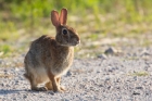 bunny at Occoquan Bay NWR