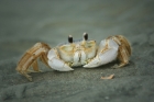 crab, Charleston, South Carolina