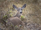 black-tailed deer, San Pedro Valley