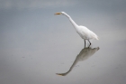 egret, Hayward Shoreline