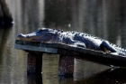 alligator, Magnolia Plantation, Charleston SC