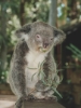 koala, Sydney, Australia