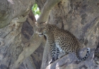 leopard in tree, Serengeti, Tanzania