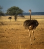 ostrich, Tarangire National Park, Tanzania
