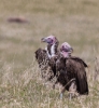 vultures, Ngorongoro Crater, Tanzania