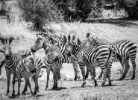 zebras, Tarangire National Park, Tanzania